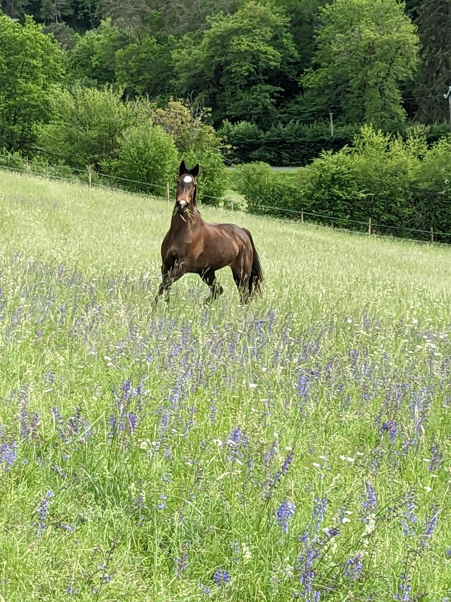 La Grange Symphorine, Chambre D'Hotes De Charme Situee Entre La Vallee De La Dordogne Et La Vallee De La Vezere Meyrals Luaran gambar